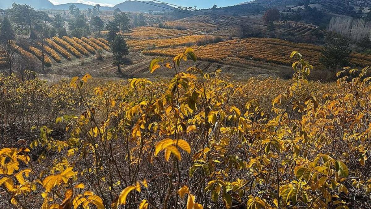 Isparta'da gül bahçeleri sonbaharda görüntülendi