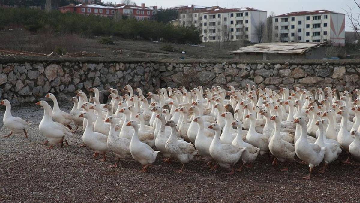 Marketini satarak başladığı yetiştiricilikte kazlarının sayısı 3 bini geçti