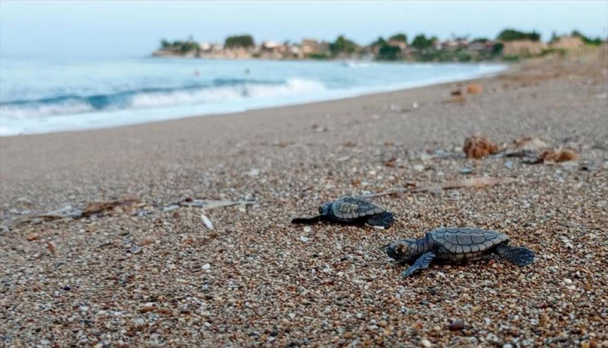 Türkiye'de bu yıl 14 bin 807 yavru deniz kaplumbağası denize ulaştı