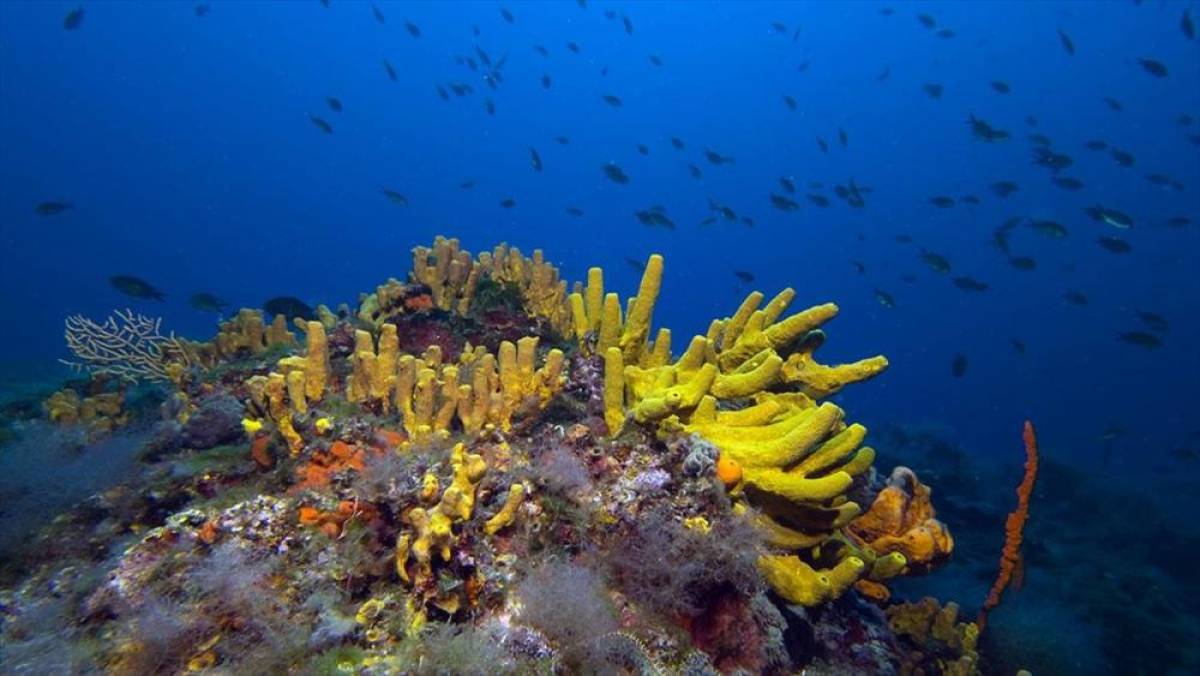 Türkiye'nin turizm merkezlerinden Ayvalık'ın su altı zenginlikleri görüntülendi