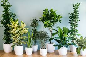 Havayı temizleyen bitkiler hangileri?